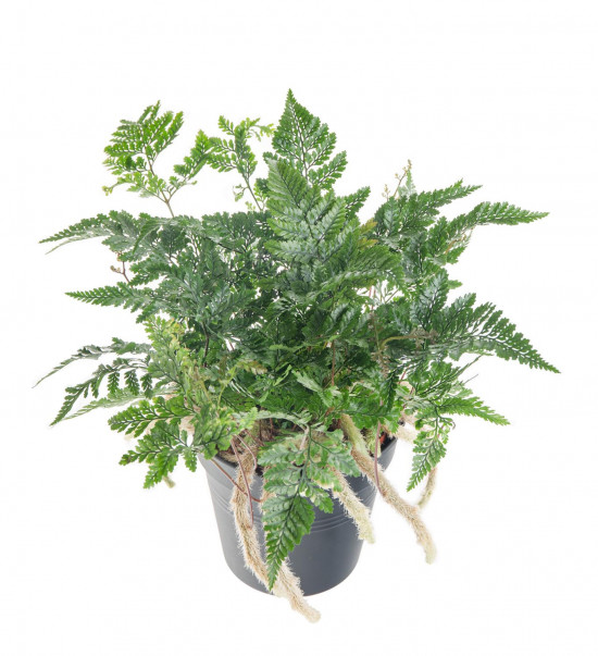 Kapradina pokojová, Humata tyermannii, průměr květináče 12 cm-8069