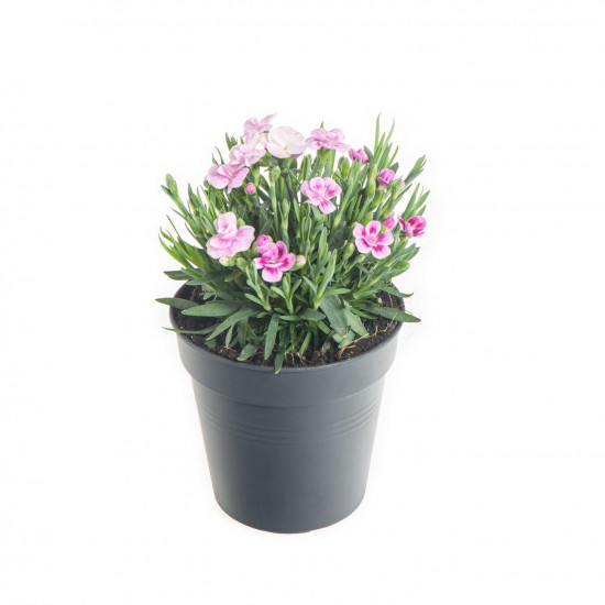 Karafiát, Dianthus Pink Kisses, růžová, průměr květináče 10 - 12 cm-7571