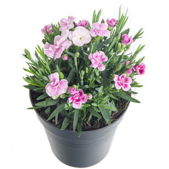 Karafiát, Dianthus Pink Kisses, růžová, průměr květináče 10 - 12 cm-7572