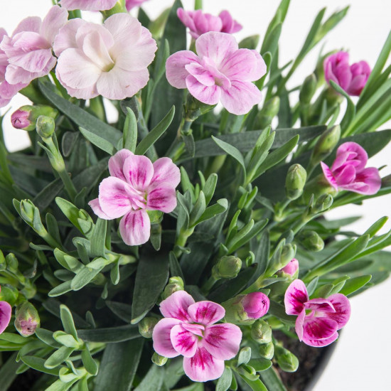 Karafiát, Dianthus Pink Kisses, růžová, průměr květináče 10 - 12 cm-7573