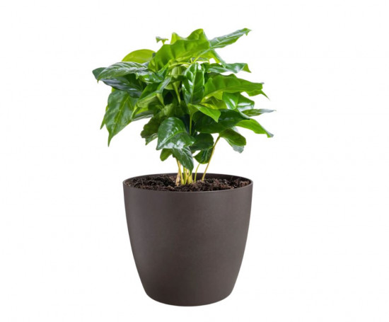 Kávovník arabský, Coffea arabica, průměr květináče 10 - 12 cm-27455