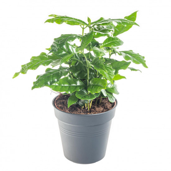Kávovník arabský, Coffea arabica, průměr květináče 10 - 12 cm