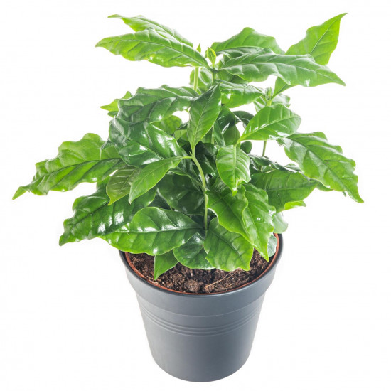 Kávovník arabský, Coffea arabica, průměr květináče 10 - 12 cm-7422