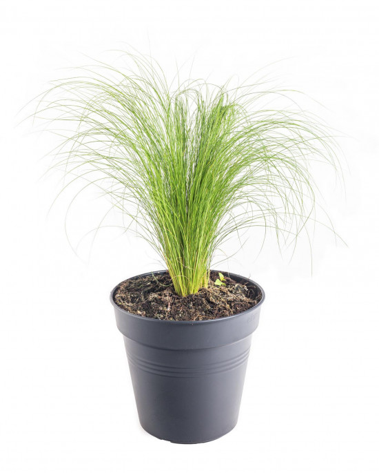 Kavyl péřovitý, Stipa tenuissima Pony Tails, velikost kontejneru 3 l