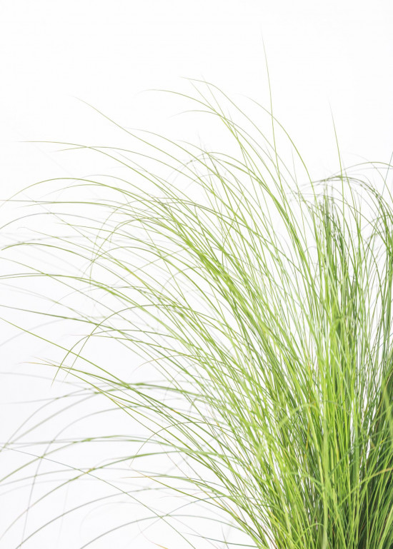 Kavyl péřovitý, Stipa tenuissima Pony Tails, velikost kontejneru 3 l-10629