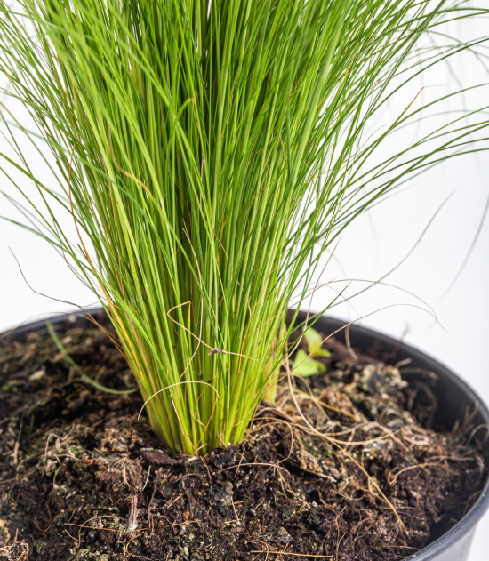 Kavyl péřovitý, Stipa tenuissima Pony Tails, velikost kontejneru 3 l-10630