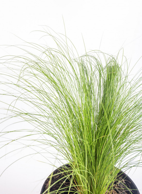Kavyl péřovitý, Stipa tenuissima Pony Tails, velikost kontejneru 3 l-10631
