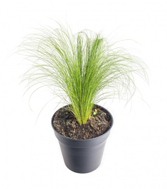 Kavyl péřovitý, Stipa tenuissima Pony Tails, velikost kontejneru 3 l-10632