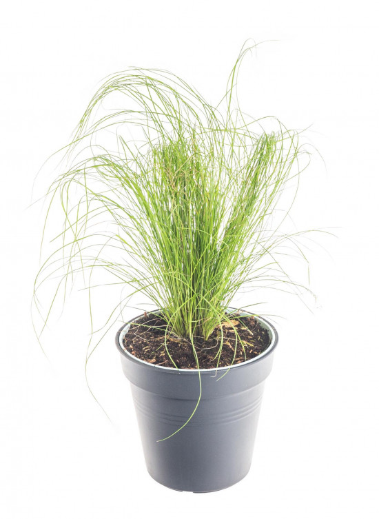 Kavyl péřovitý, Stipa tenuissima Pony Tails, velikost květináče 10.5 cm