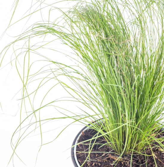 Kavyl péřovitý, Stipa tenuissima Pony Tails, velikost květináče 10.5 cm-9519