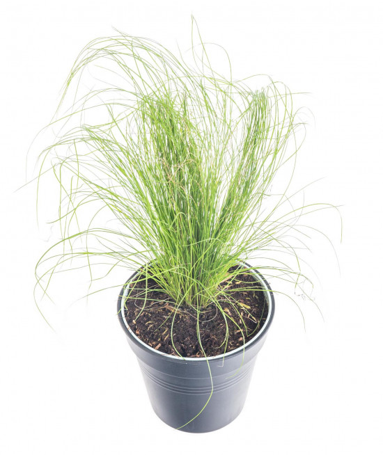 Kavyl péřovitý, Stipa tenuissima Pony Tails, velikost květináče 10.5 cm-9520