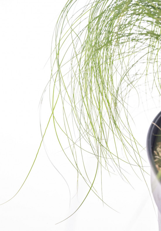 Kavyl péřovitý, Stipa tenuissima, velikost kontejneru 2 l-9512