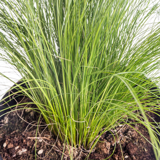 Kavyl péřovitý, Stipa tenuissima, velikost kontejneru 2 l-9513