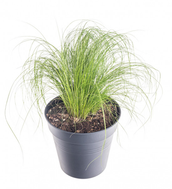 Kavyl péřovitý, Stipa tenuissima, velikost kontejneru 2 l-9514