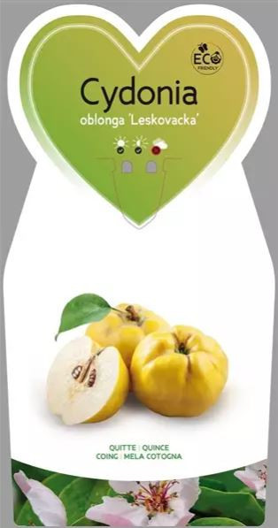 Kdouloň obecná, Cydonia oblonga Leskovacka, samosprašná, velikost kontejneru 7.5 l-24520