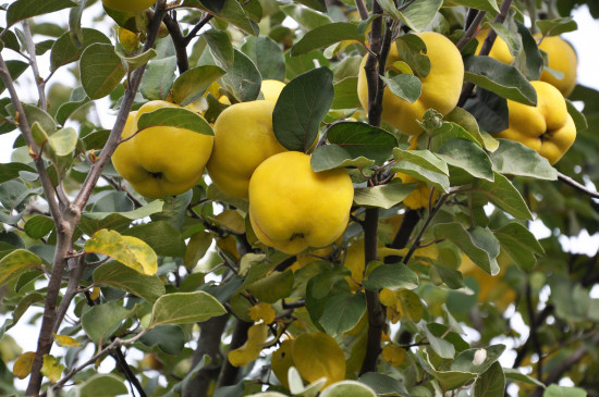 Kdouloň obecná, Cydonia oblonga Leskovacka, samosprašná, velikost kontejneru 7.5 l-24522
