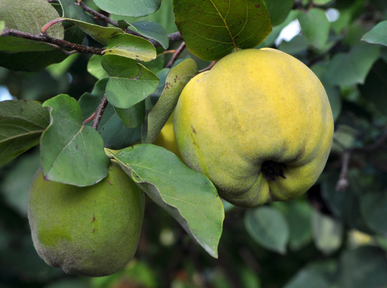 Kdouloň obecná, Cydonia oblonga Leskovacka, samosprašná, velikost kontejneru 7.5 l-24523