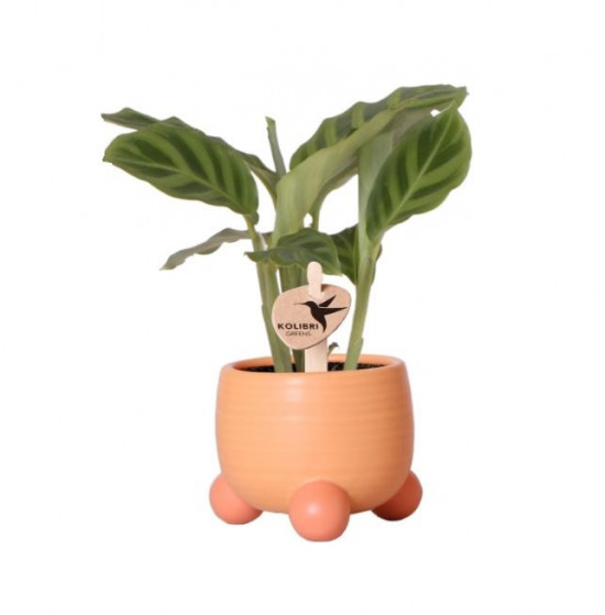 Keramický obal Kolibri Home Rolling, průměr 9 cm, oranžový-26757