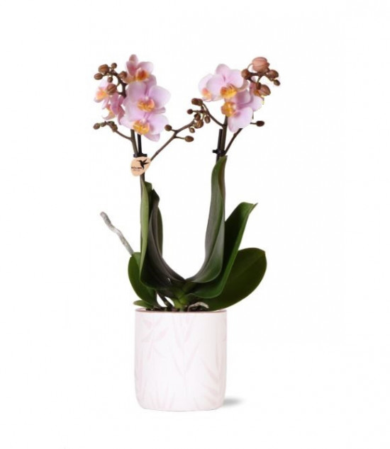 Keramický obal Kolibri Leaf, průměr 9 cm, růžovo - bílý-26729