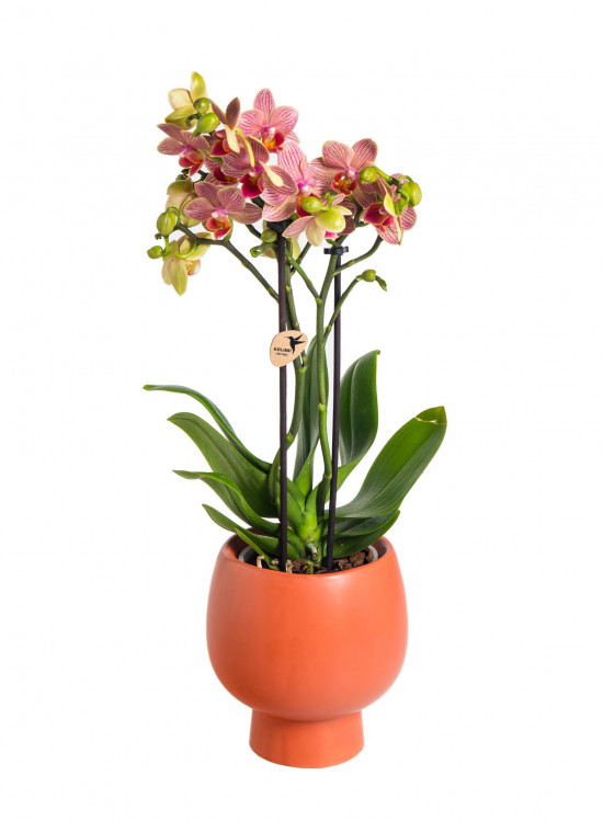 Keramický obal pro orchidej Kolibri Scandic, průměr 9 cm, terakotový-18698