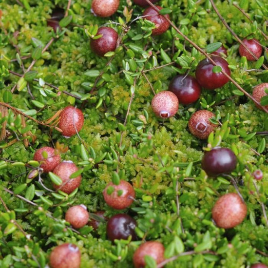 Klikva velkoplodá, Vaccinium macrocarpon Pilgrim, velikost kontejneru 2 l