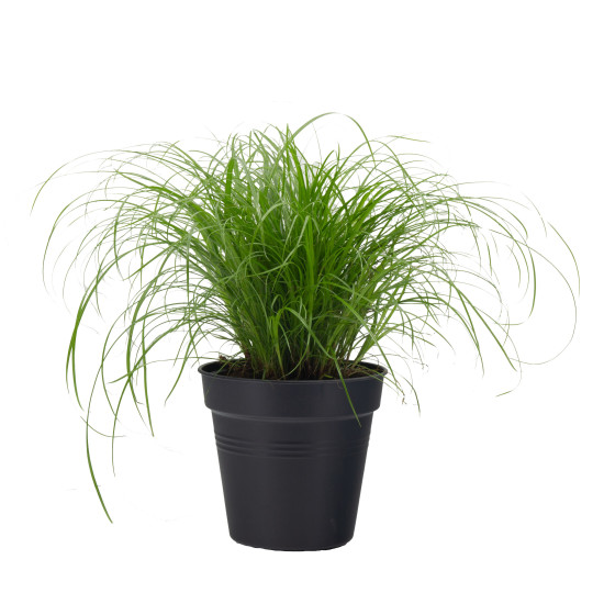 Kočičí tráva, Cyperus alternifolia Zumula, průměr květináče 10 - 12 cm