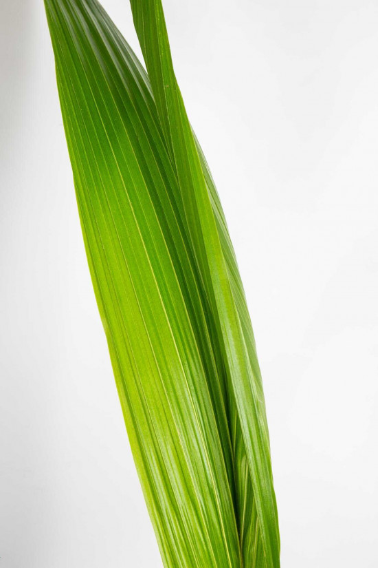 Kokosovník ořechoplodý, cocos nucifera, průměr květináče 19 cm-23660