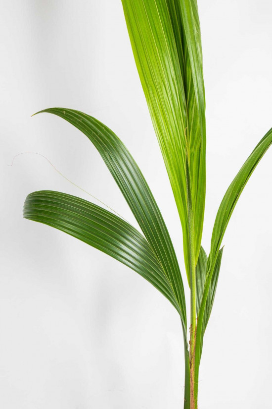 Kokosovník ořechoplodý, cocos nucifera, průměr květináče 19 cm-23661