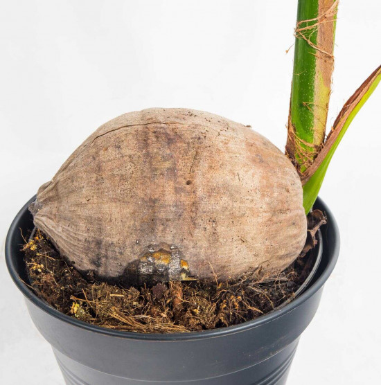 Kokosovník ořechoplodý, cocos nucifera, průměr květináče 19 cm-23662