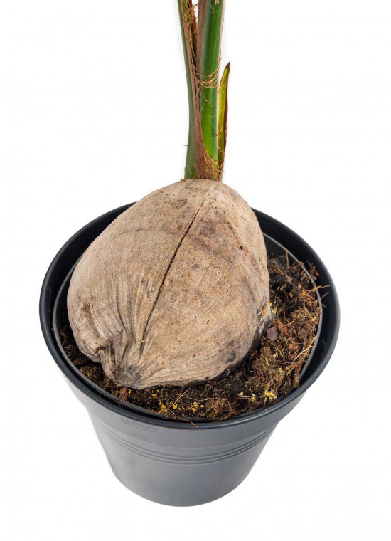 Kokosovník ořechoplodý, cocos nucifera, průměr květináče 19 cm-23663