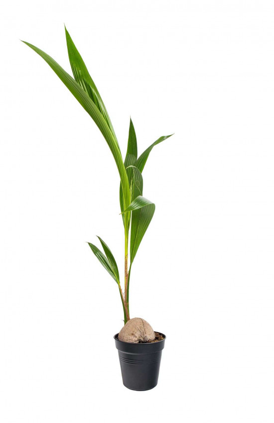 Kokosovník ořechoplodý, cocos nucifera, průměr květináče 19 cm-23664