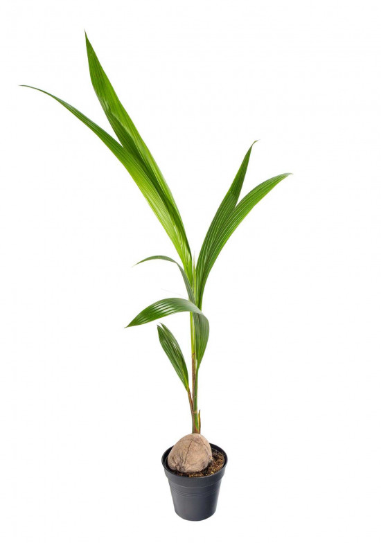 Kokosovník ořechoplodý, cocos nucifera, průměr květináče 19 cm-23665