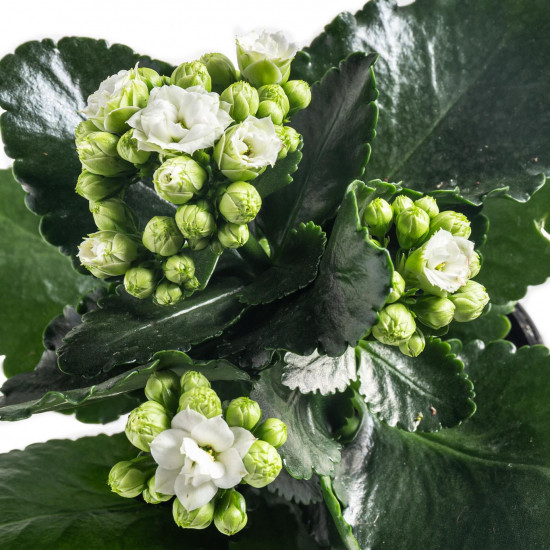 Kolopejka vděčná, Kalanchoe blossfeldiana, bílá-7263