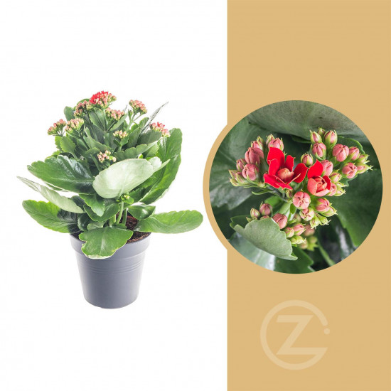 Kolopejka vděčná, Kalanchoe blossfeldiana, červená
