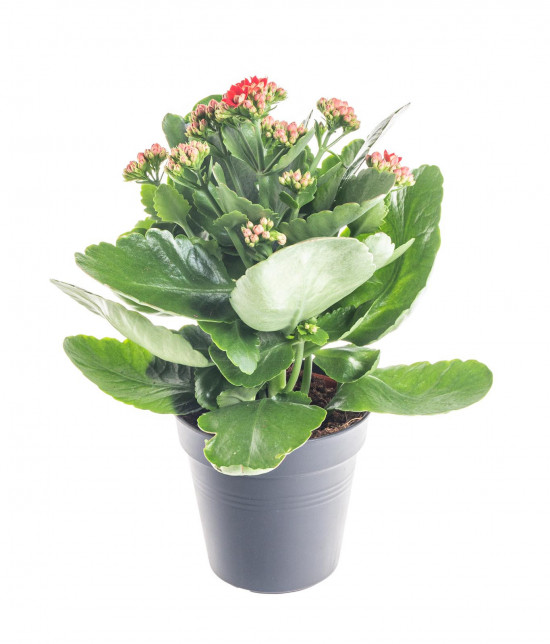 Kolopejka vděčná, Kalanchoe blossfeldiana, červená-9589