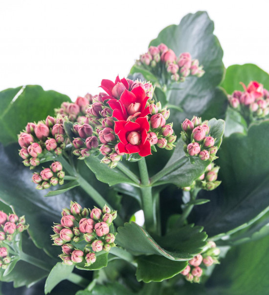 Kolopejka vděčná, Kalanchoe blossfeldiana, červená-9590