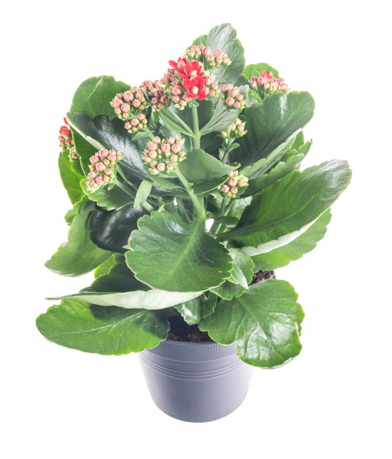 Kolopejka vděčná, Kalanchoe blossfeldiana, červená-9591