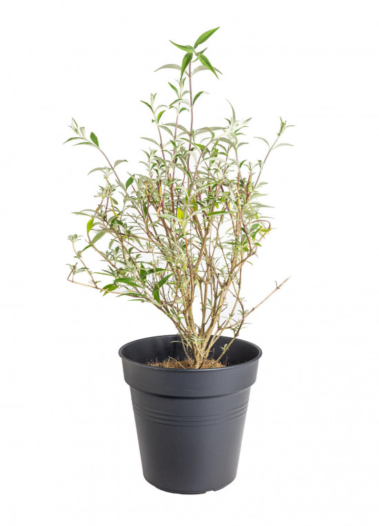 Komule Davidova, Buddleja davidii Nanho Blue, velikost kontejneru 2 l-19579