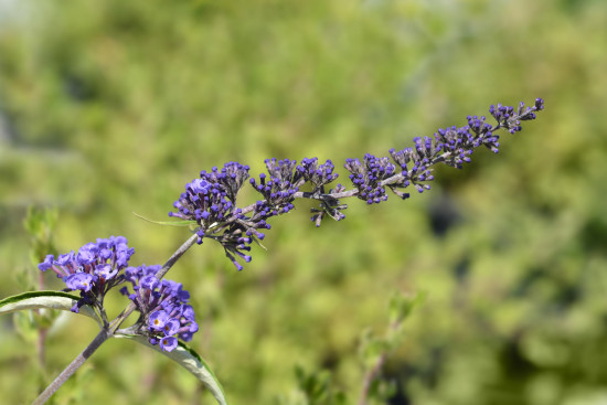 Komule Davidova, Buddleja davidii Nanho Blue, velikost kontejneru 2 l-19580