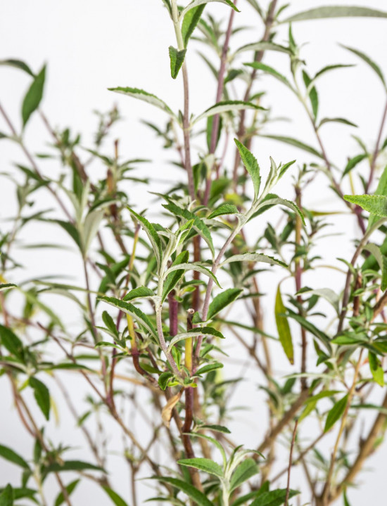 Komule Davidova, Buddleja davidii Nanho Blue, velikost kontejneru 2 l-19581