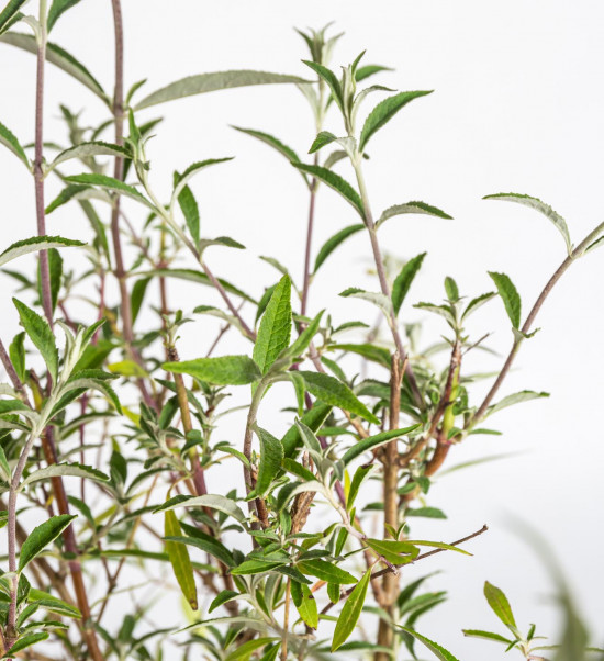 Komule Davidova, Buddleja davidii Nanho Blue, velikost kontejneru 2 l-19582
