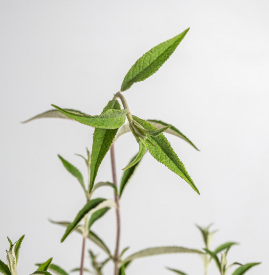 Komule Davidova, Buddleja davidii Nanho Blue, velikost kontejneru 2 l-19583