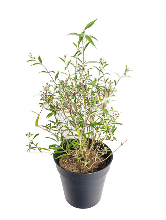 Komule Davidova, Buddleja davidii Nanho Blue, velikost kontejneru 2 l-19584