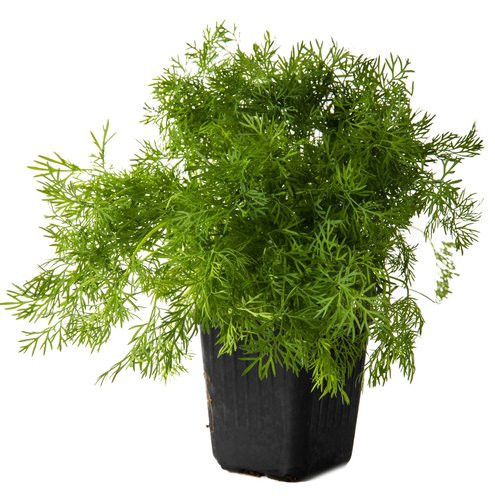 Kopr vonný, Anethum graveolens, v květináči