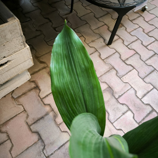 Kořenokvětka, Aspidistra elatior, průměr květináče 17 cm-26966
