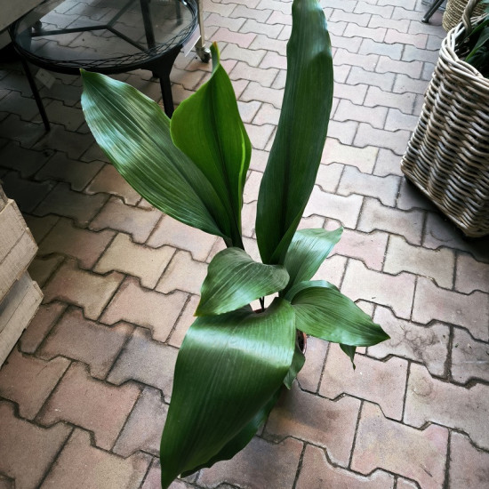 Kořenokvětka, Aspidistra elatior, průměr květináče 17 cm-26967