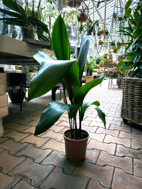 Kořenokvětka, Aspidistra elatior, průměr květináče 17 cm-26968