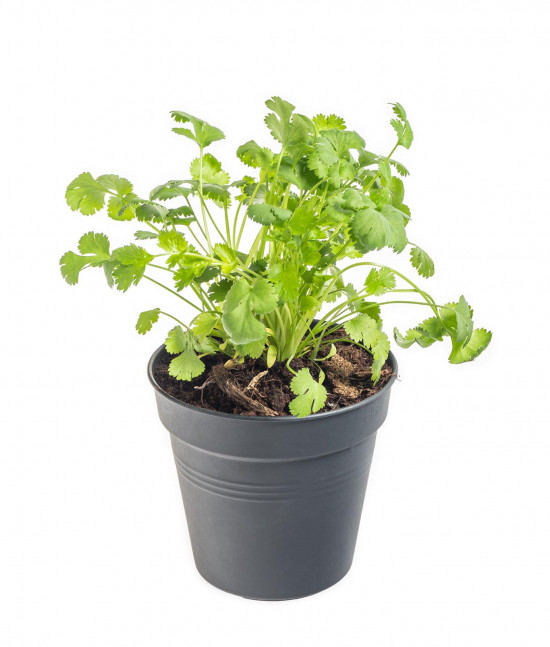 Koriandr setý, Coriandrum sativum, v květináči