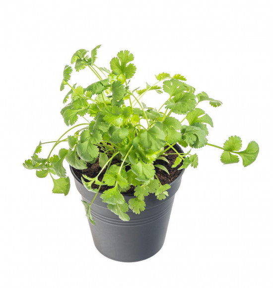 Koriandr setý, Coriandrum sativum, v květináči-8944