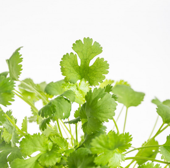 Koriandr setý, Coriandrum sativum, v květináči-8945